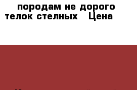 породам не дорого телок стелных › Цена ­ 45 000 - Краснодарский край Животные и растения » Другие животные   